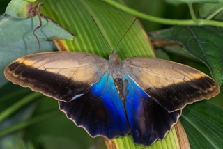  Puedes ver muchas mariposas diferentes aquí 